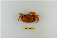 藏品(斯氏沙蟹)的圖片